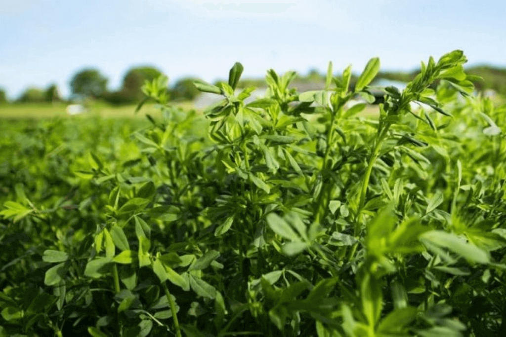 Característica y variedades de alfalfa en Argentina