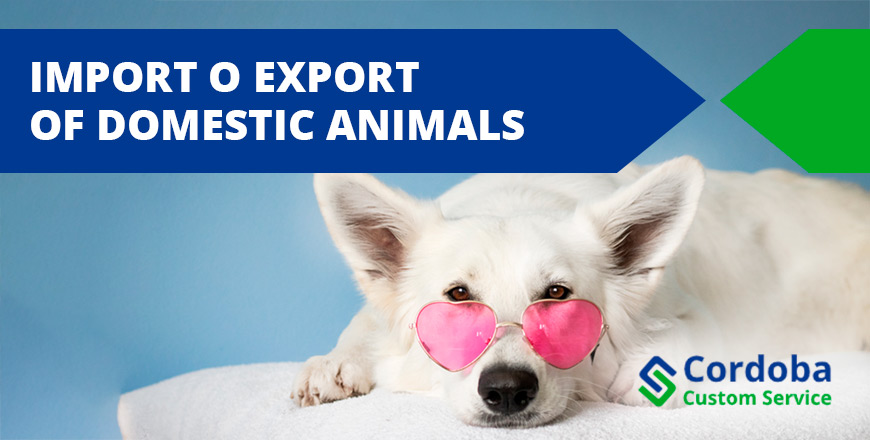 import or export of domestic animals