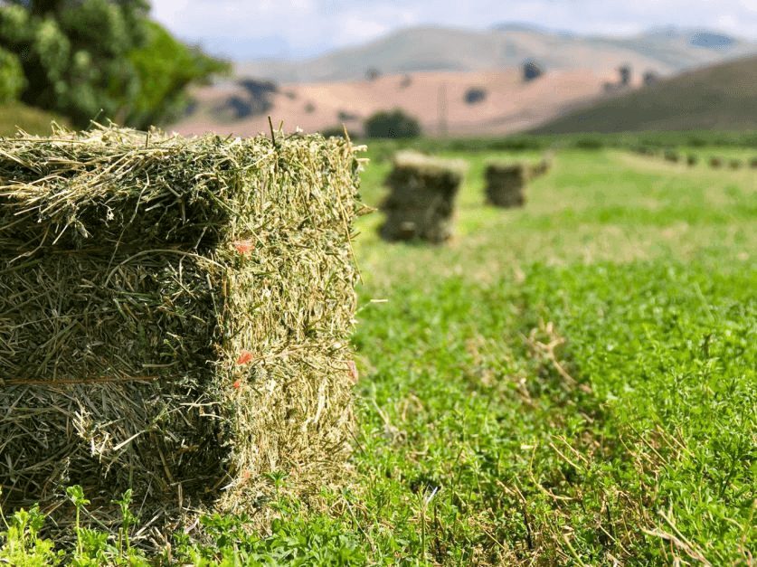 Proceso de recompactación de alfalfa