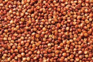 Importance of sorghum production in Argentina